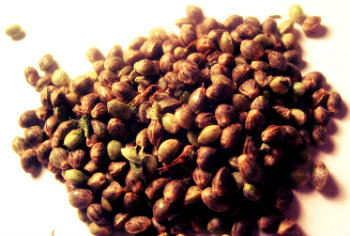 bonanza seeds cannabis