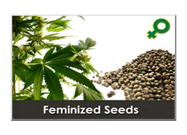 mari seeds