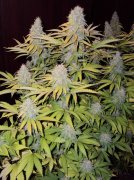 bluehemp cannabis seed