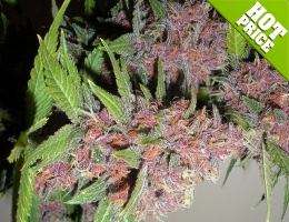 best selling marijuana seeds