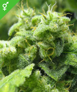 bulk feminized marijuana seeds