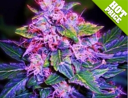 feminized seed