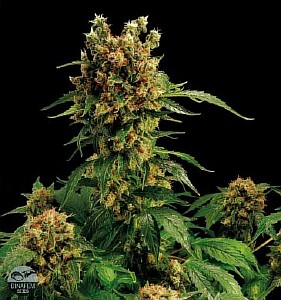 cannabis amnesia seeds