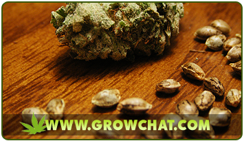 best place cannabis seeds