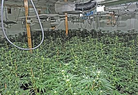 buy marijuana seeds in australia