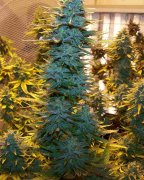 autoflower cannabis seeds uk