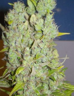 autoflowering cannabis seeds in usa