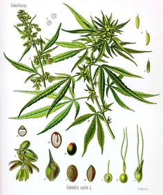 are weed seeds legal in california