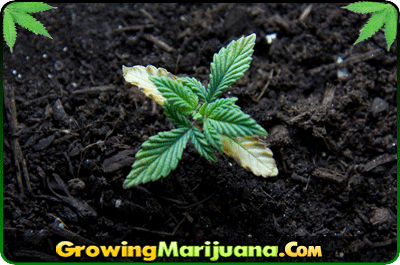can marijuana seeds go bad