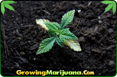 buying cannabis seeds legality