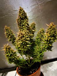 buy weed seeds online in the usa