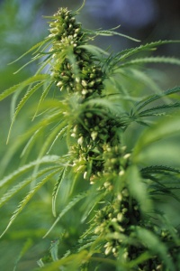 best way to germinate cannabis seeds in water