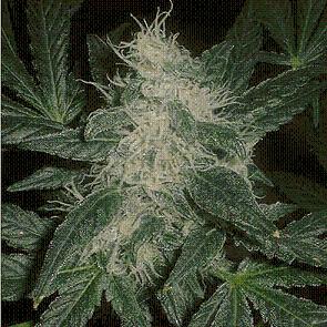 bubblegum marijuana seeds