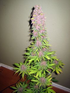 best cannabis seeds ship usa