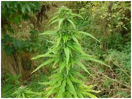 marijuana seeds for sale uk