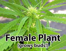 blue dream weed seeds