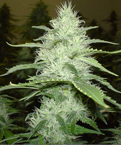 buy cannabis seeds online india