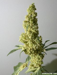 can you buy cannabis seeds usa