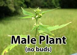 20 free seeds cannabis