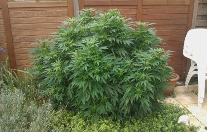 buy cannabis seeds online in the uk
