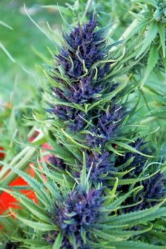 canada marijuana seeds feminized