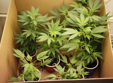 buy weed seeds uk