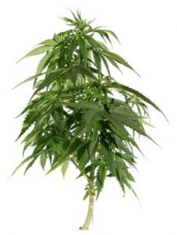 buy cannabis seeds amsterdam