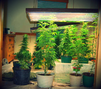 buy feminized cannabis seeds uk