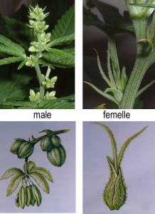 cannabis pollination seeds