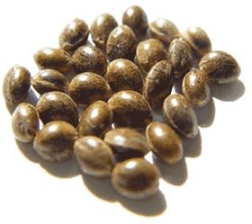 best quality cannabis seeds