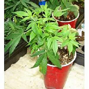 best way to start marijuana plants from seeds