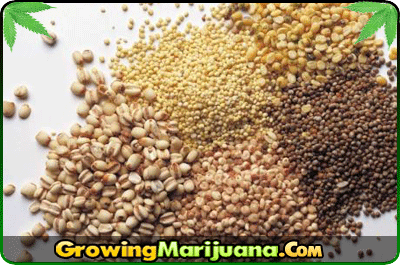 buy american marijuana seeds