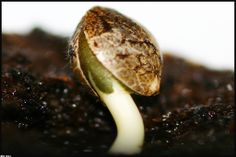 grow cannabis seeds