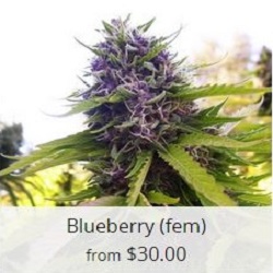 automatic flowering weed seeds