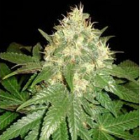 best indoor seeds cannabis