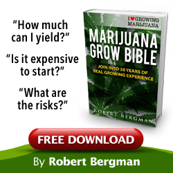marijuana plant for sale