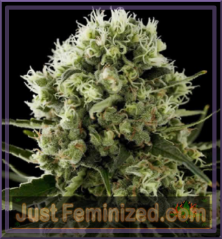 marijuana seeds uk