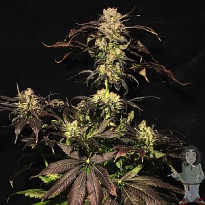 best seed breeders cannabis