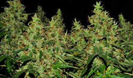 ak47 cannabis seeds uk