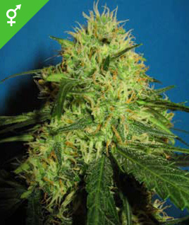 best indoor cannabis seeds uk