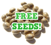 cheap weed seed
