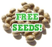 blue hemp cannabis seed company