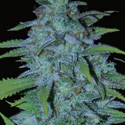 buy the best cannabis seeds online