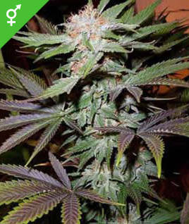 marihuana seed