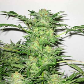 cannabis 100 sativa seeds