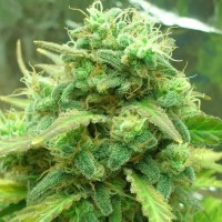 buy feminized autoflowering cannabis seeds