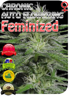 buy autoflowering marijuana seeds online