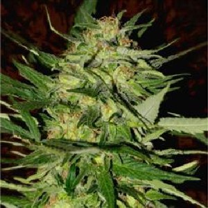 best soil for starting cannabis seeds
