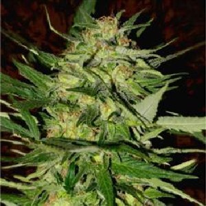 100 marijuana seeds