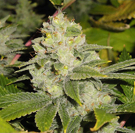 cannabis afghanica seeds